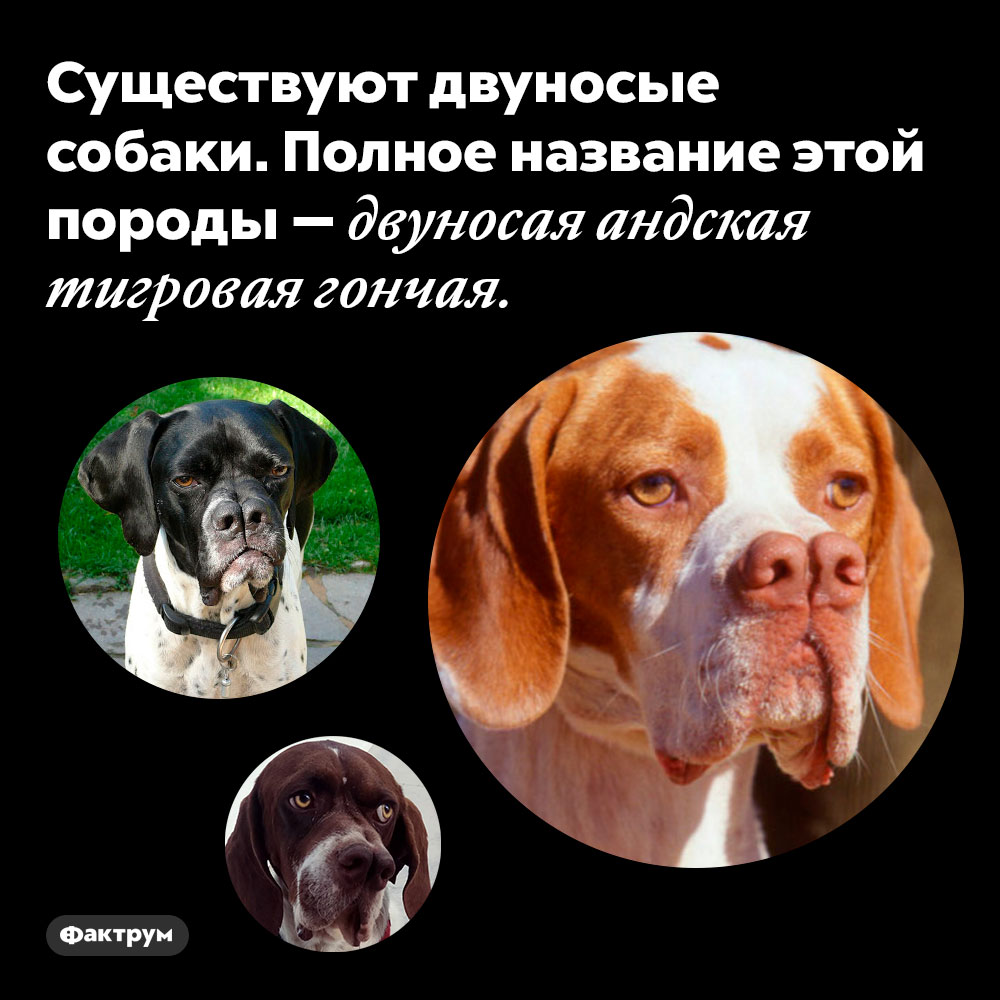 Существуют двуносые собаки. Полное название этой породы — двуносая андская тигровая гончая.