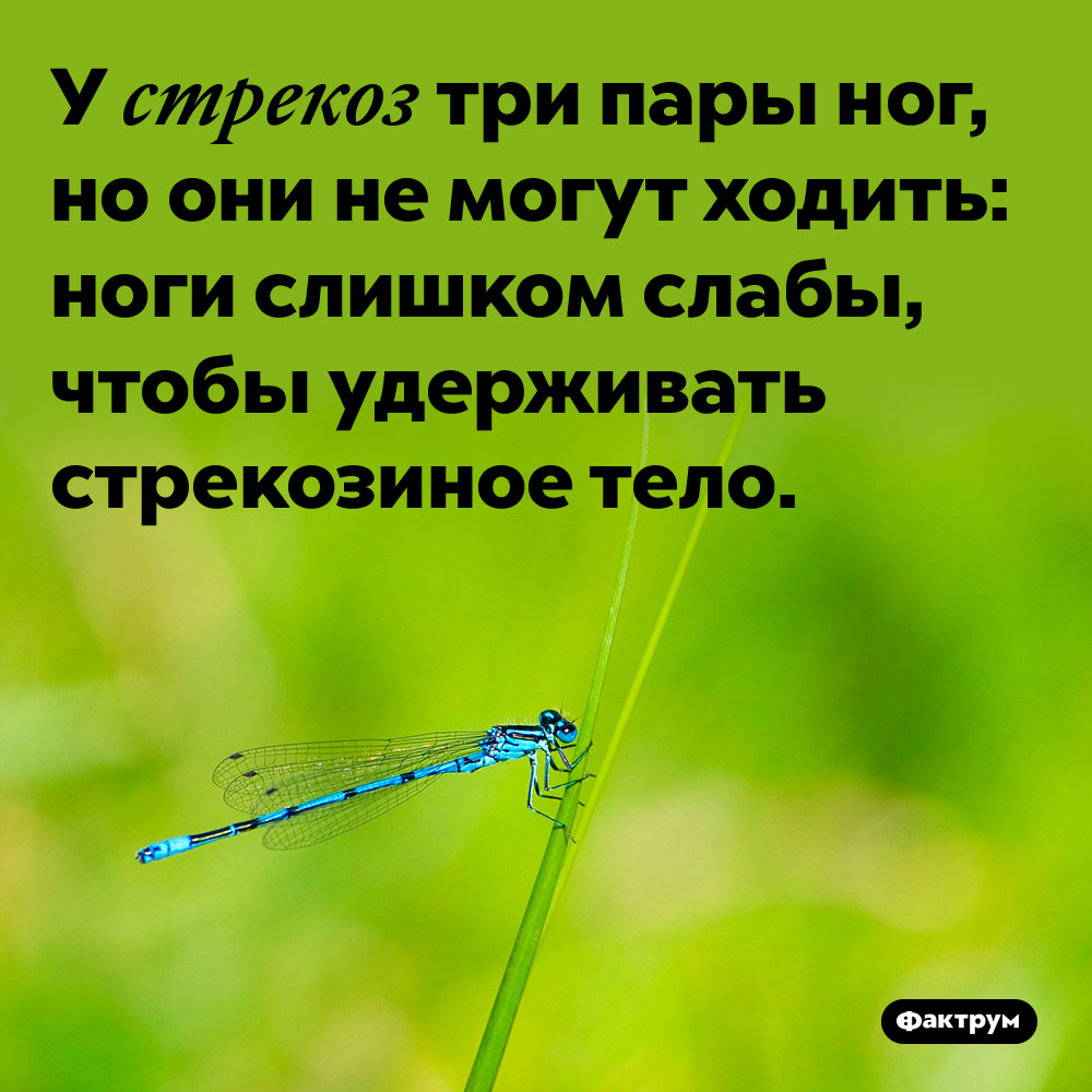 У стрекоз три пары ног, но они не могут ходить. Ноги слишком слабы, чтобы удерживать стрекозиное тело.