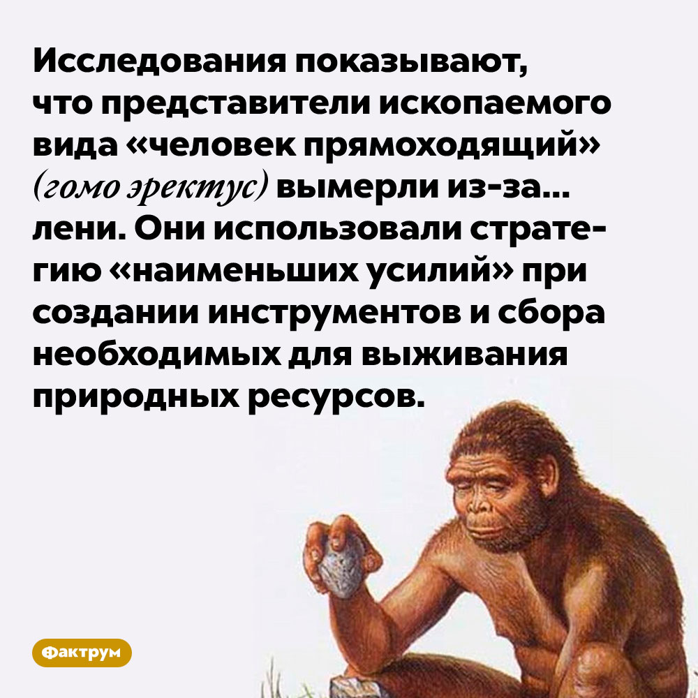 Исследования показывают, что представители ископаемого вида «человек прямоходящий» (гомо эректус) вымерли из-за… лени. Они использовали стратегию «наименьших усилий» при создании инструментов и сбора необходимых для выживания природных ресурсов.