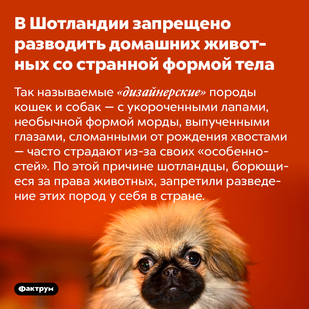 В Шотландии запрещено разводить домашних животных со странной формой тела. Так называемые «дизайнерские» породы кошек и собак — с укороченными лапами, необычной формой морды, выпученными глазами, сломанными от рождения хвостами — часто страдают из-за своих «особенностей». По этой причине шотландцы, борющиеся за права животных, запретили разведение этих пород у себя в стране.