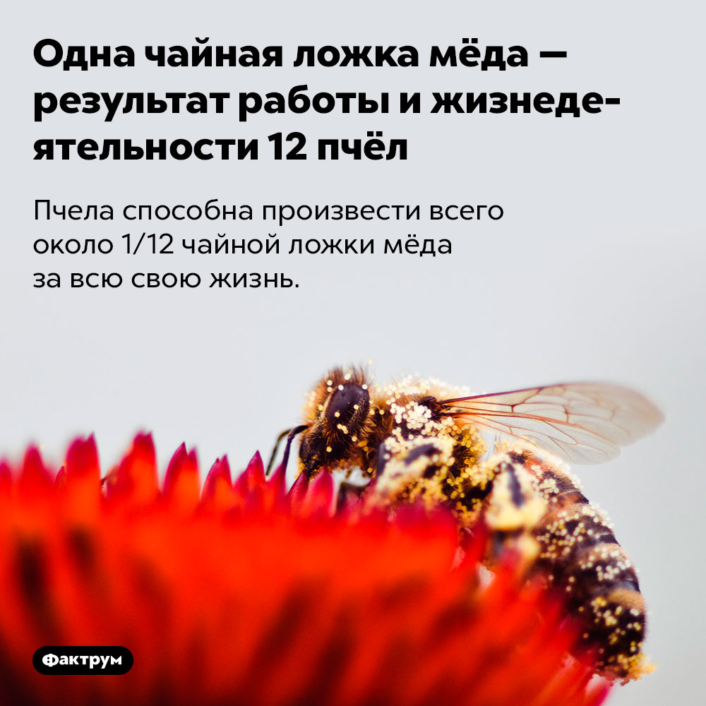 Одна чайная ложка мёда — результат работы и жизнедеятельности 12 пчёл. Пчела способна произвести всего около 1/12 чайной ложки мёда за всю свою жизнь.