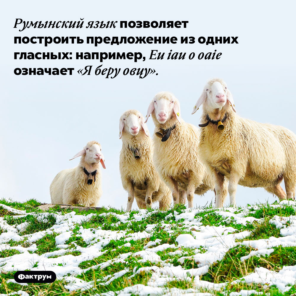Румынский язык позволяет построить предложение из одних гласных. Например, «Eu iau o oaie» означает «Я беру овцу».