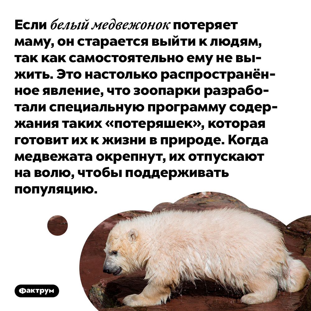Если белый медвежонок потеряет маму, он старается выйти к людям, так как самостоятельно ему не выжить. Это настолько распространённое явление, что зоопарки разработали специальную программу содержания таких «потеряшек», которая готовит их к жизни в природе. Когда медвежата окрепнут, их отпускают на волю, чтобы поддерживать популяцию.