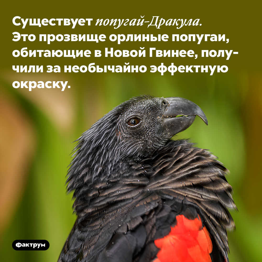 Существует попугай-Дракула. Это прозвище орлиные попугаи, обитающие в Новой Гвинее, получили за необычайно эффектную окраску.