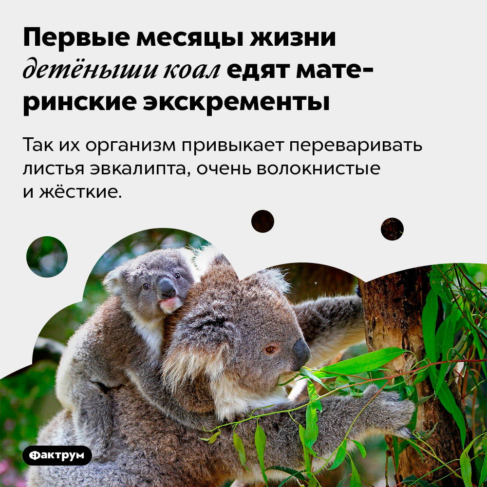 Первые месяцы жизни детёныши коал едят материнские экскременты. Так их организм привыкает переваривать листья эвкалипта, очень волокнистые и жёсткие.