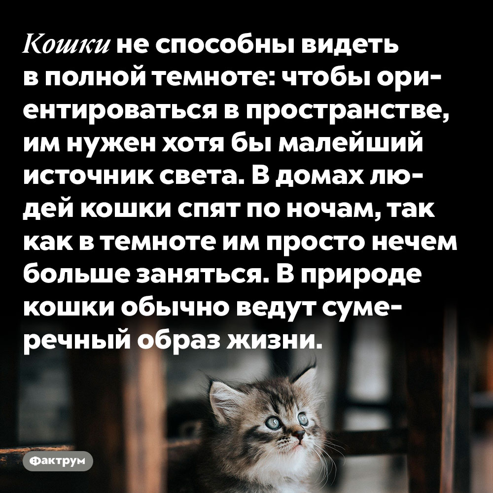 Кошки не способны видеть в полной темноте. Чтобы ориентироваться в пространстве, им нужен хотя бы малейший источник света. В домах людей кошки спят по ночам, так как в темноте им просто нечем больше заняться. В природе кошки обычно ведут сумеречный образ жизни.