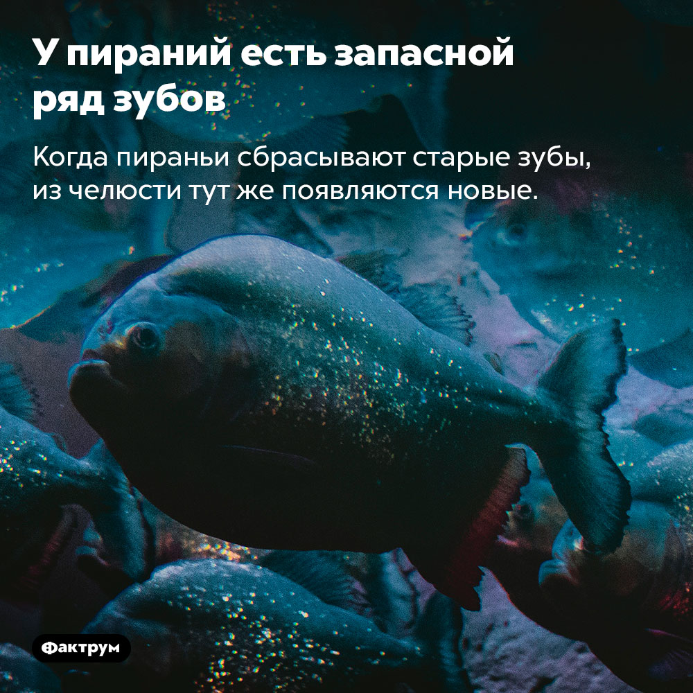 У пираний есть запасной ряд зубов. Когда пираньи сбрасывают старые зубы, из челюсти тут же появляются новые.
