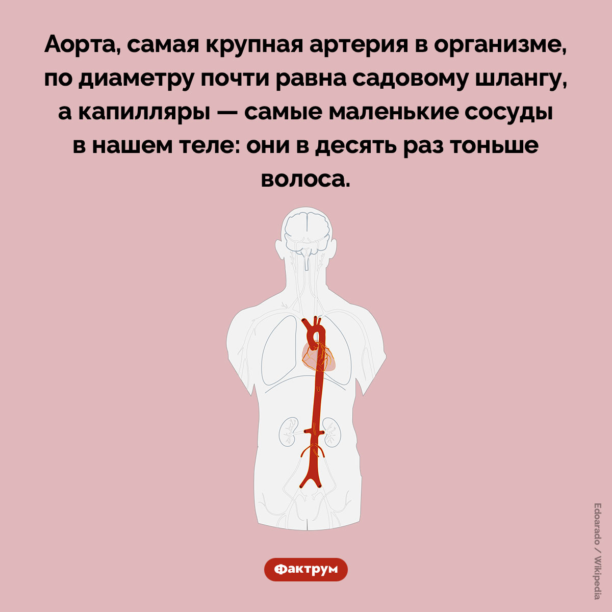 Аорта и капилляры. Аорта, самая крупная артерия в организме, по диаметру почти равна садовому шлангу, а капилляры — самые маленькие сосуды в нашем теле: они в десять раз тоньше волоса.
