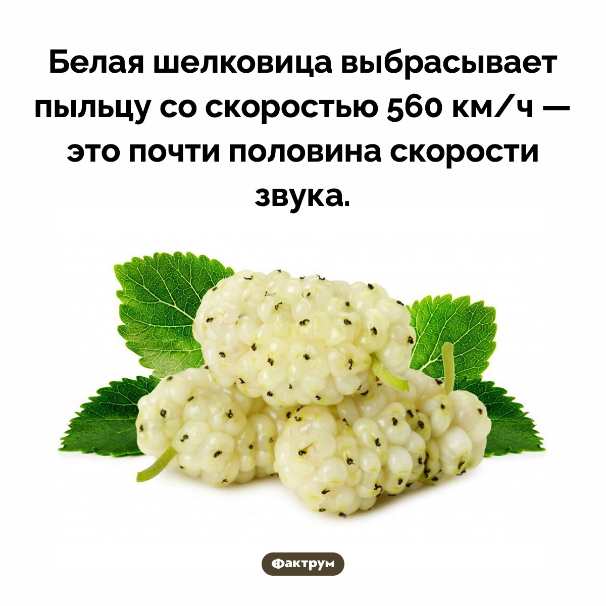 Белая шелковица