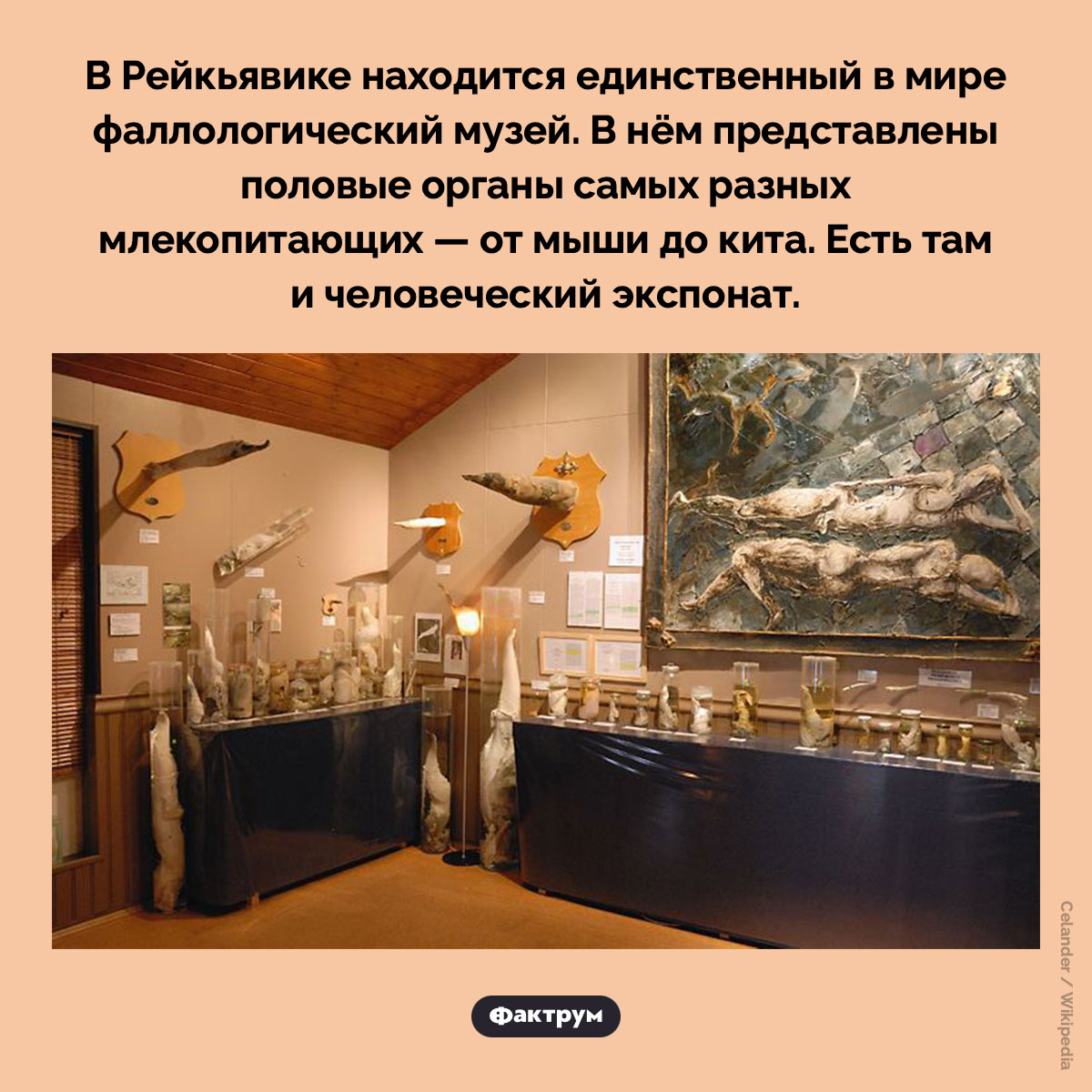 Фаллологический музей