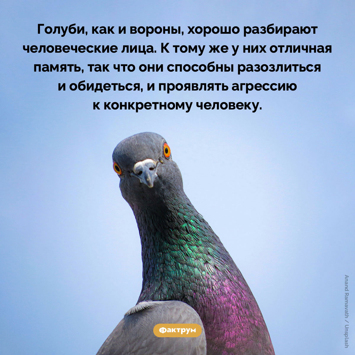 Голуби злопамятны. Голуби, как и вороны, хорошо разбирают человеческие лица. К тому же у них отличная память, так что они способны разозлиться и обидеться, и проявлять агрессию к конкретному человеку.