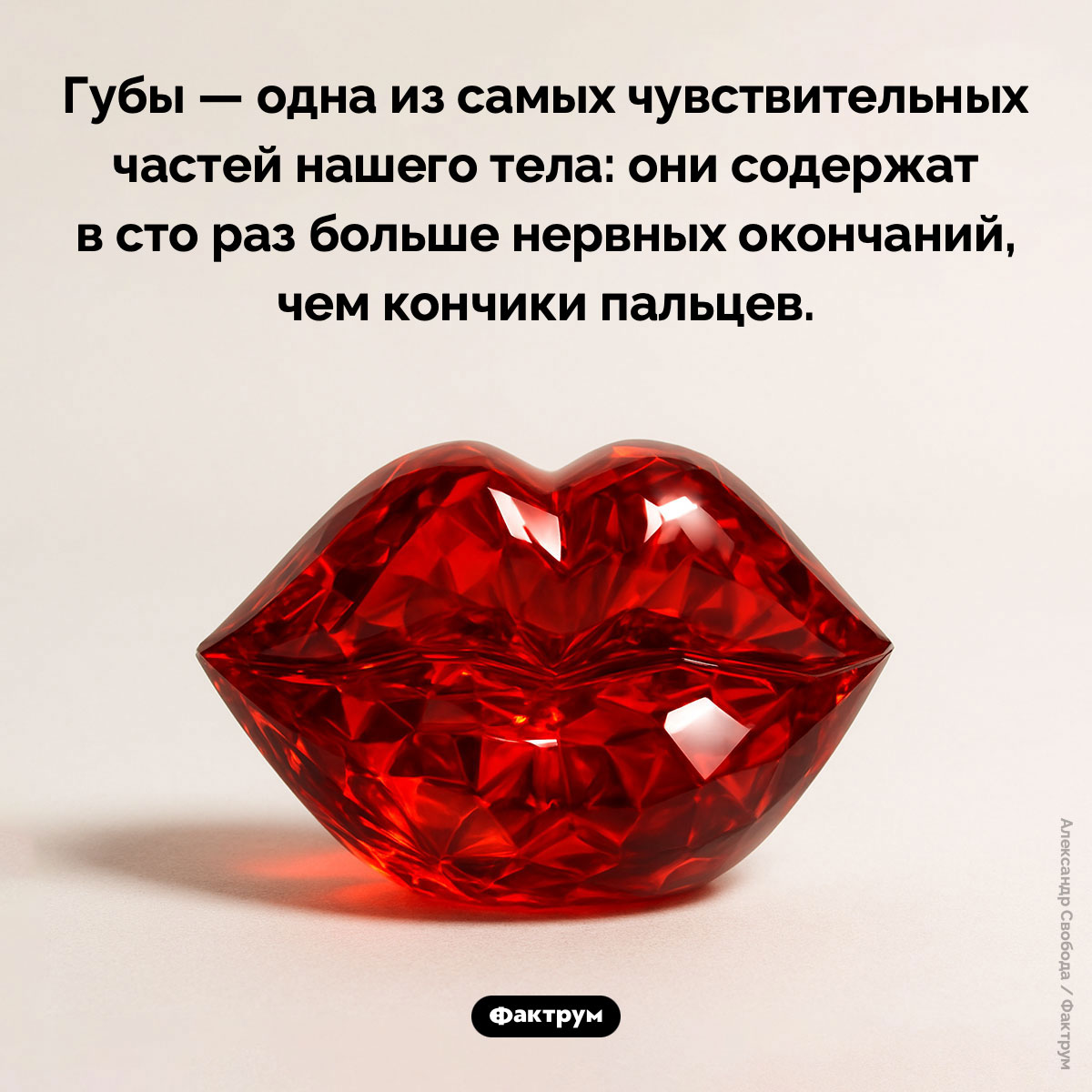 Губы чувствительнее пальцев. Губы — одна из самых чувствительных частей нашего тела: они содержат в сто раз больше нервных окончаний, чем кончики пальцев.