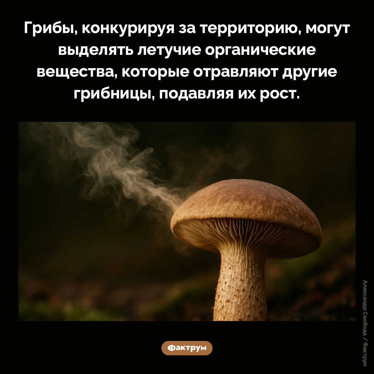 Химическое оружие грибов. Грибы, конкурируя за территорию, могут выделять летучие органические вещества, которые отравляют другие грибницы, подавляя их рост.