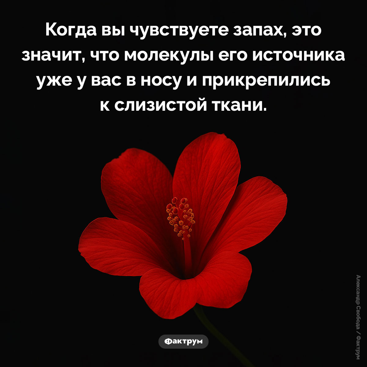 Как мы чувствуем запах. Когда вы чувствуете запах, это значит, что молекулы его источника уже у вас в носу и прикрепились к слизистой ткани.