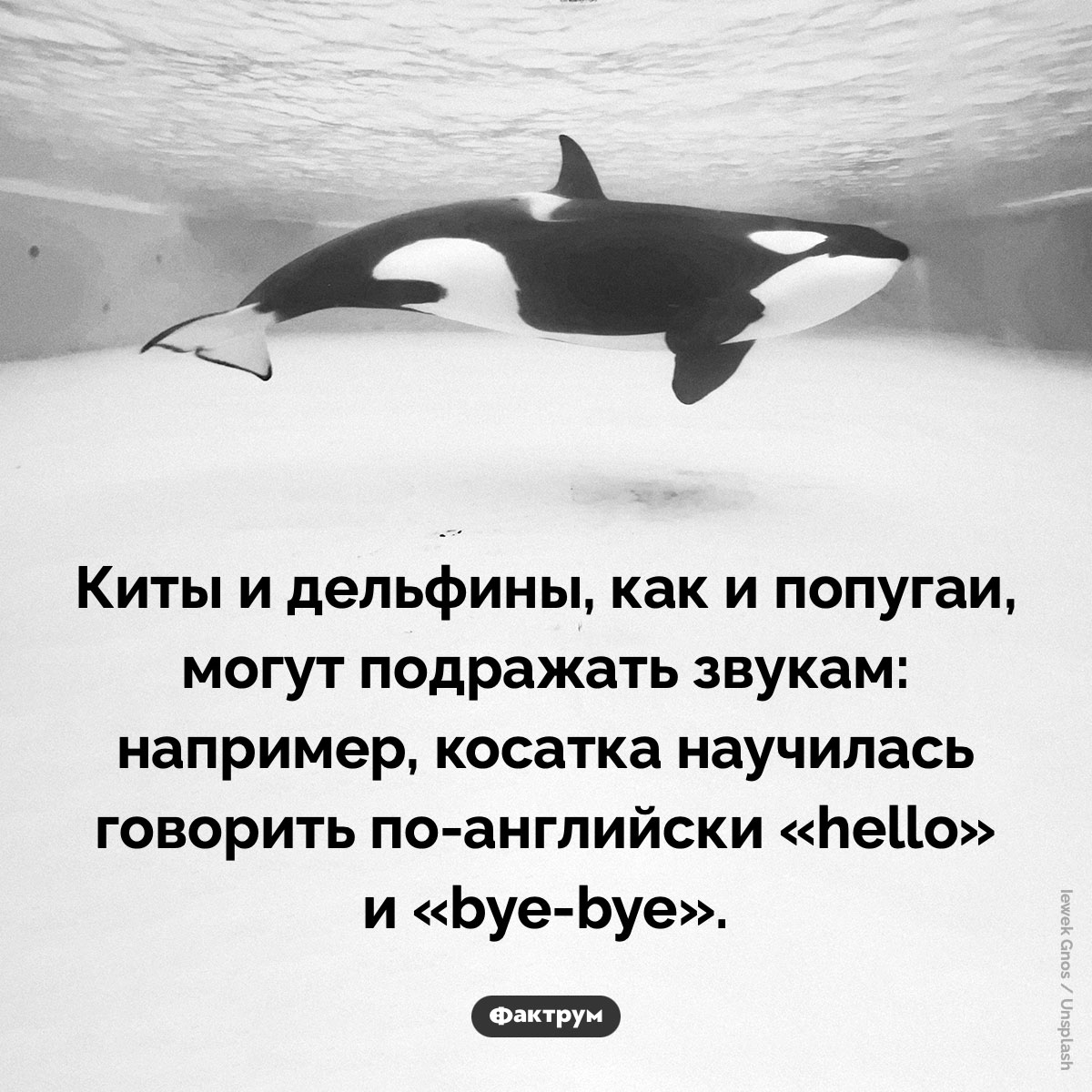 Киты и дельфины могут научиться человеческой речи. Киты и дельфины, как и попугаи, могут подражать звукам: например, косатка научилась говорить по-английски «hello» и «bye-bye».