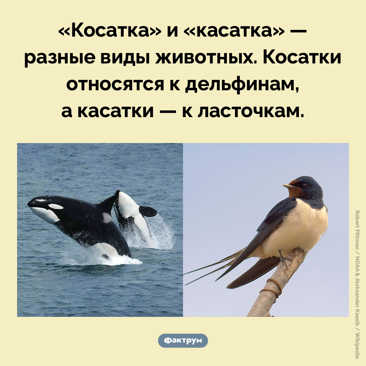 «Косатка» и «касатка». «Косатка» и «касатка» — разные виды животных. Косатки относятся к дельфинам, а касатки — к ласточкам.