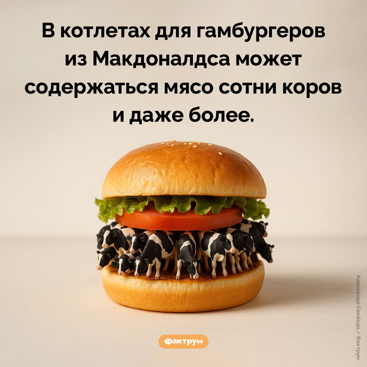 Котлета в гамбургере из Макдоналдса состоит из мяса разных коров. В котлетах для гамбургеров из Макдоналдса может содержаться мясо сотни коров и даже более.
