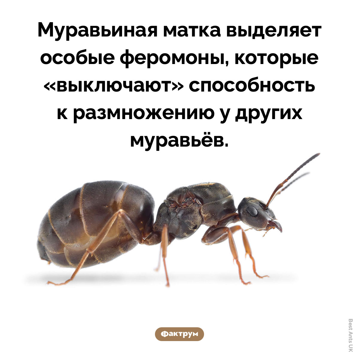 Матка не даёт рабочим муравьям размножаться. Муравьиная матка выделяет особые феромоны, которые «выключают» способность к размножению у других муравьёв.