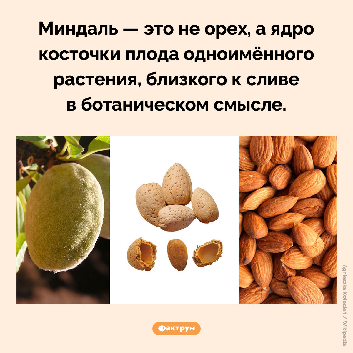 Миндаль — это не орех, а фрукт. Миндаль — это не орех, а ядро косточки плода одноимённого растения, близкого к сливе в ботаническом смысле.