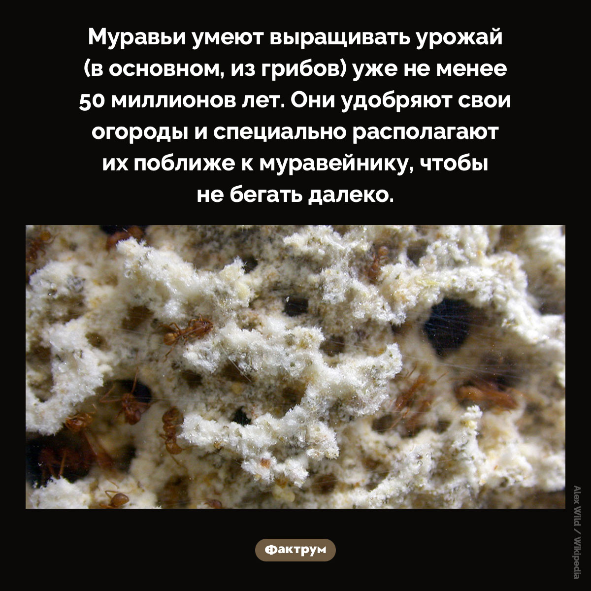 Муравьи имеют огороды