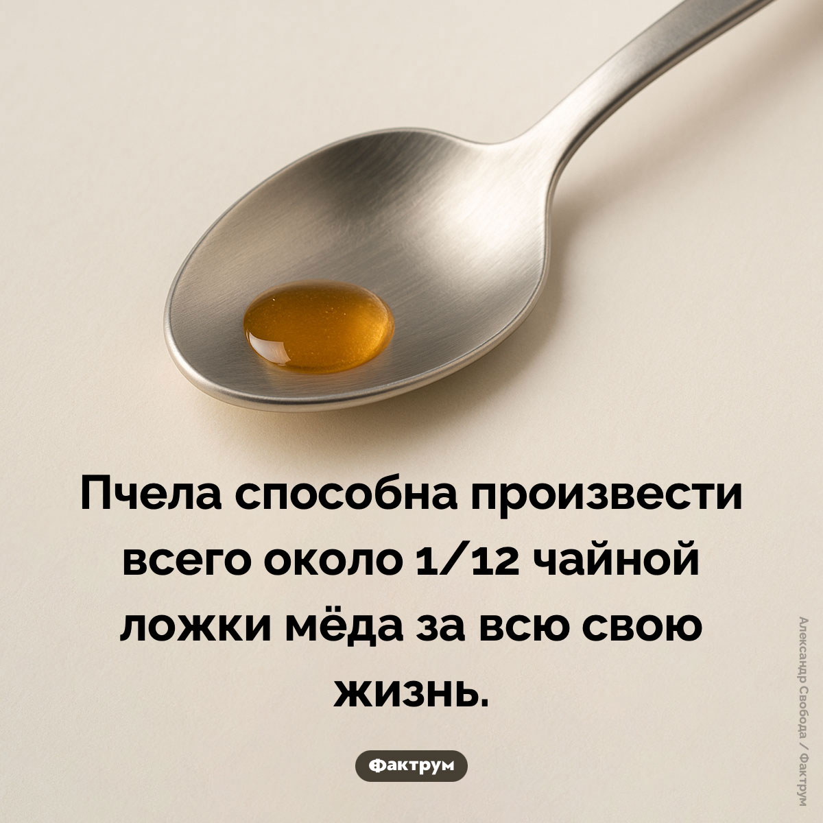 Одна чайная ложка мёда — результат работы и жизнедеятельности 12 пчёл. Пчела способна произвести всего около 1/12 чайной ложки мёда за всю свою жизнь.