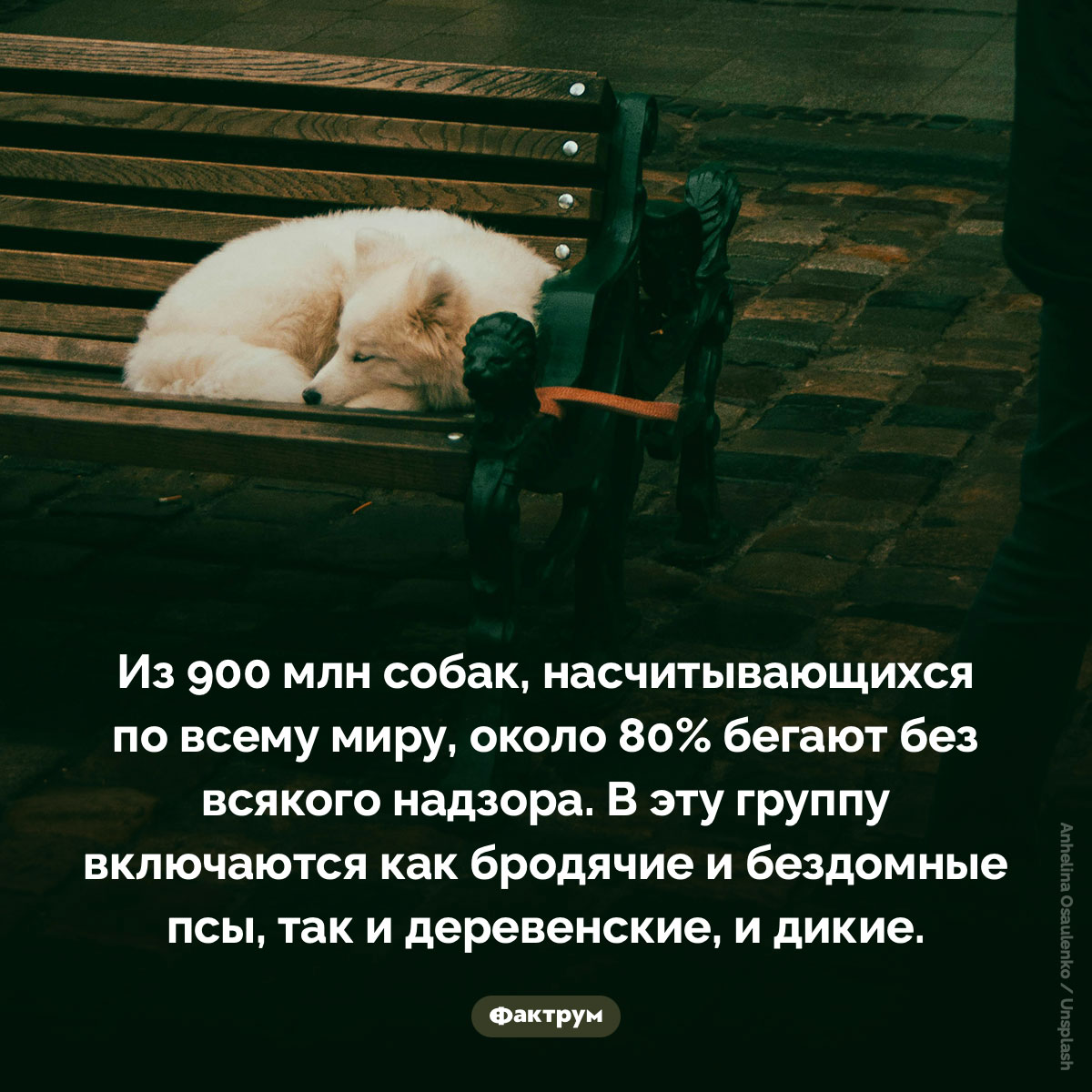 От 75 до 85% всех собак в мире являются «свободно бродящими». Из 900 млн собак, насчитывающихся по всему миру, около 80% бегают без всякого надзора. В эту группу включаются как бродячие и бездомные псы, так и деревенские, и дикие.