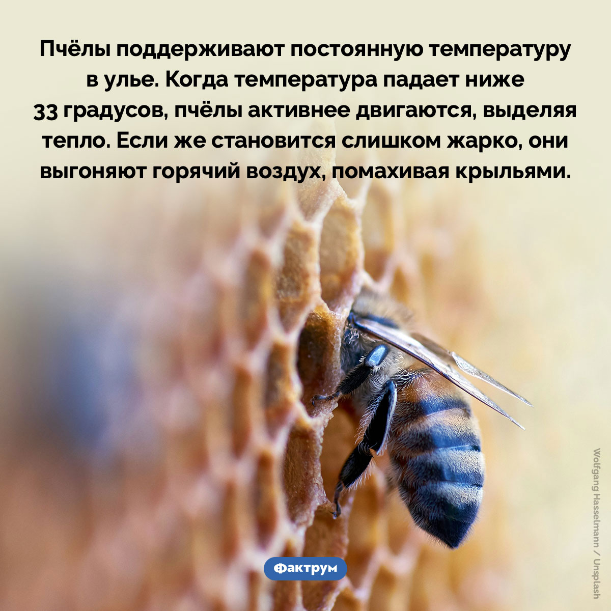 Пчёлы поддерживают постоянную температуру в улье. Пчёлы поддерживают постоянную температуру в улье. Когда температура падает ниже 33 градусов, пчёлы активнее двигаются, выделяя тепло. Если же становится слишком жарко, они выгоняют горячий воздух, помахивая крыльями.