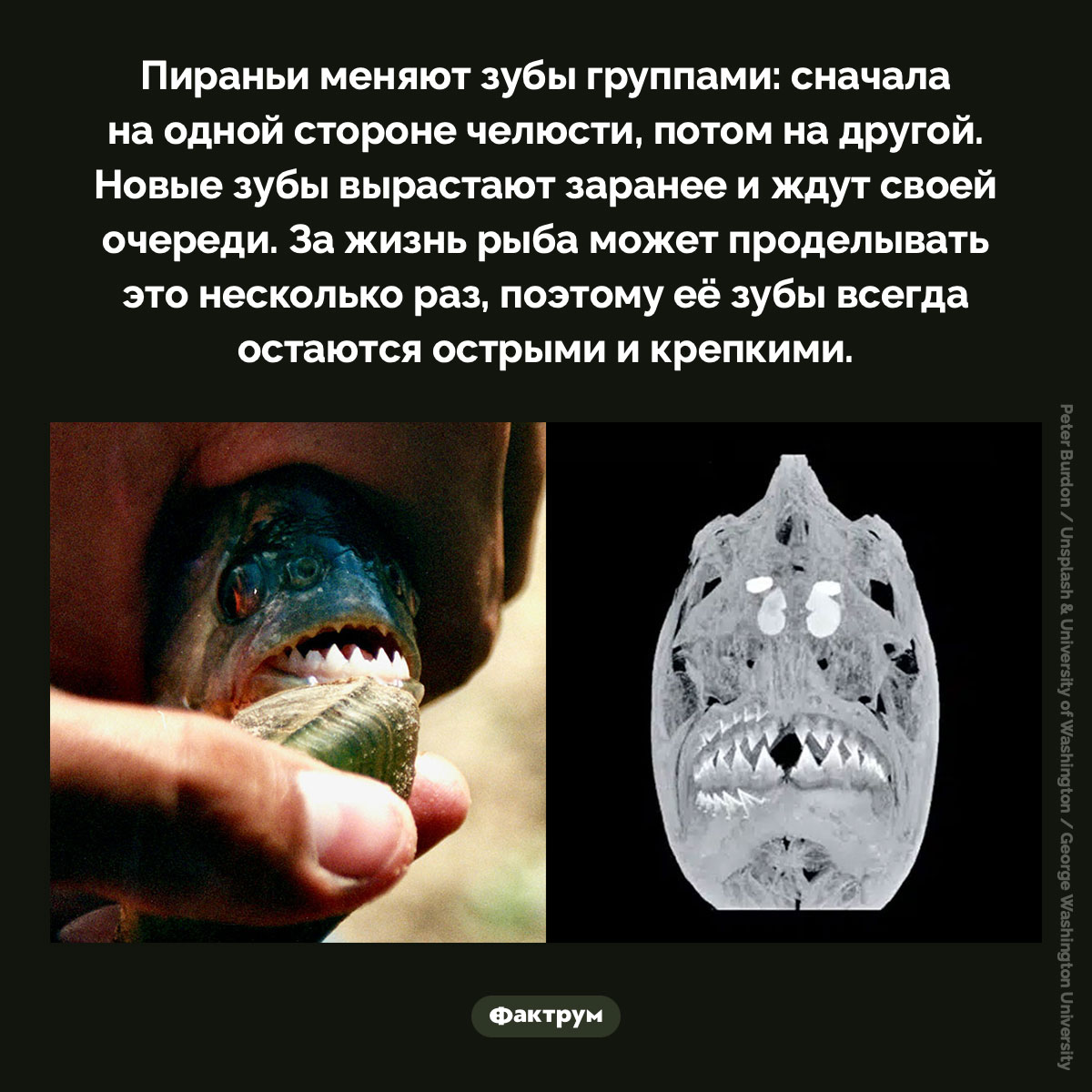 Пираньи меняют зубы группами