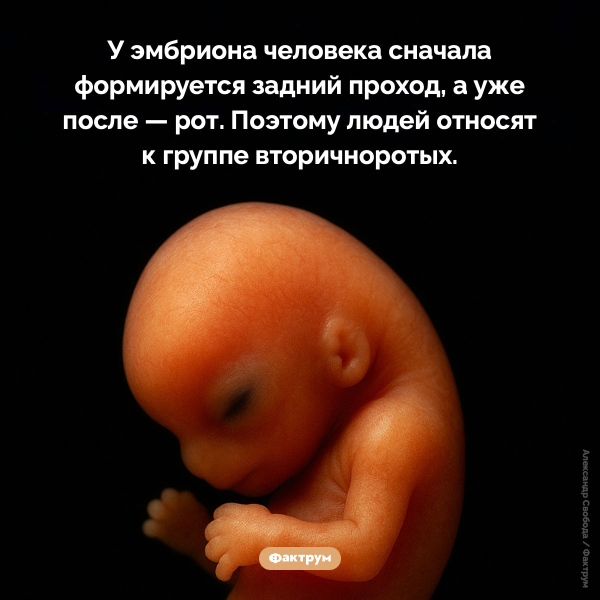 Почему человек вторичноротый. У эмбриона человека сначала формируется задний проход, а уже после — рот. Поэтому людей относят к группе вторичноротых.