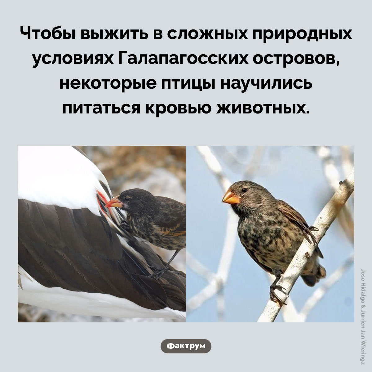 Птицы-вампиры. Чтобы выжить в сложных природных условиях Галапагосских островов, некоторые птицы научились питаться кровью животных.