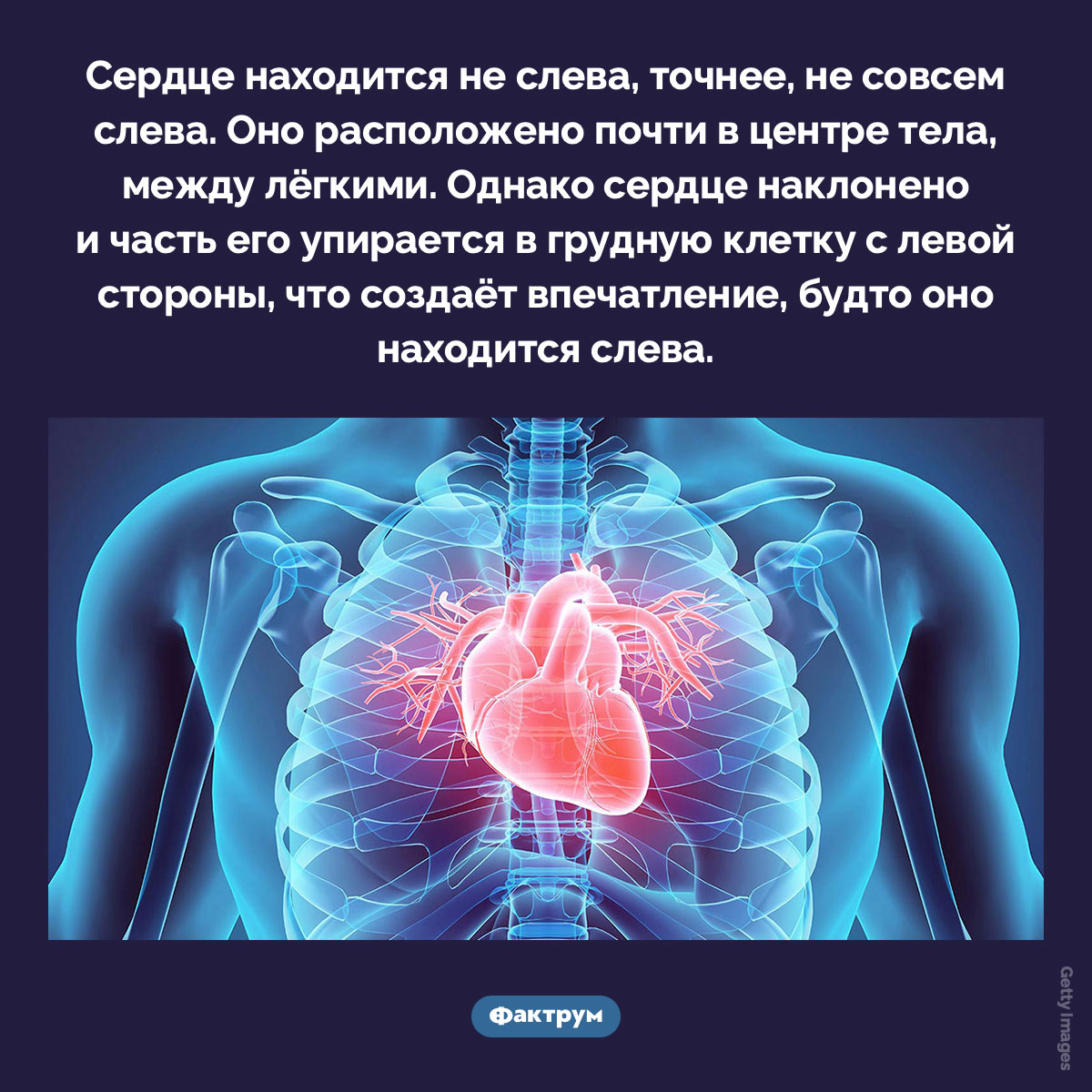 Сердце находится не слева. Сердце находится не слева, точнее, не совсем слева. Оно расположено почти в центре тела, между лёгкими. Однако сердце наклонено и часть его упирается в грудную клетку с левой стороны, что создаёт впечатление, будто оно находится слева.