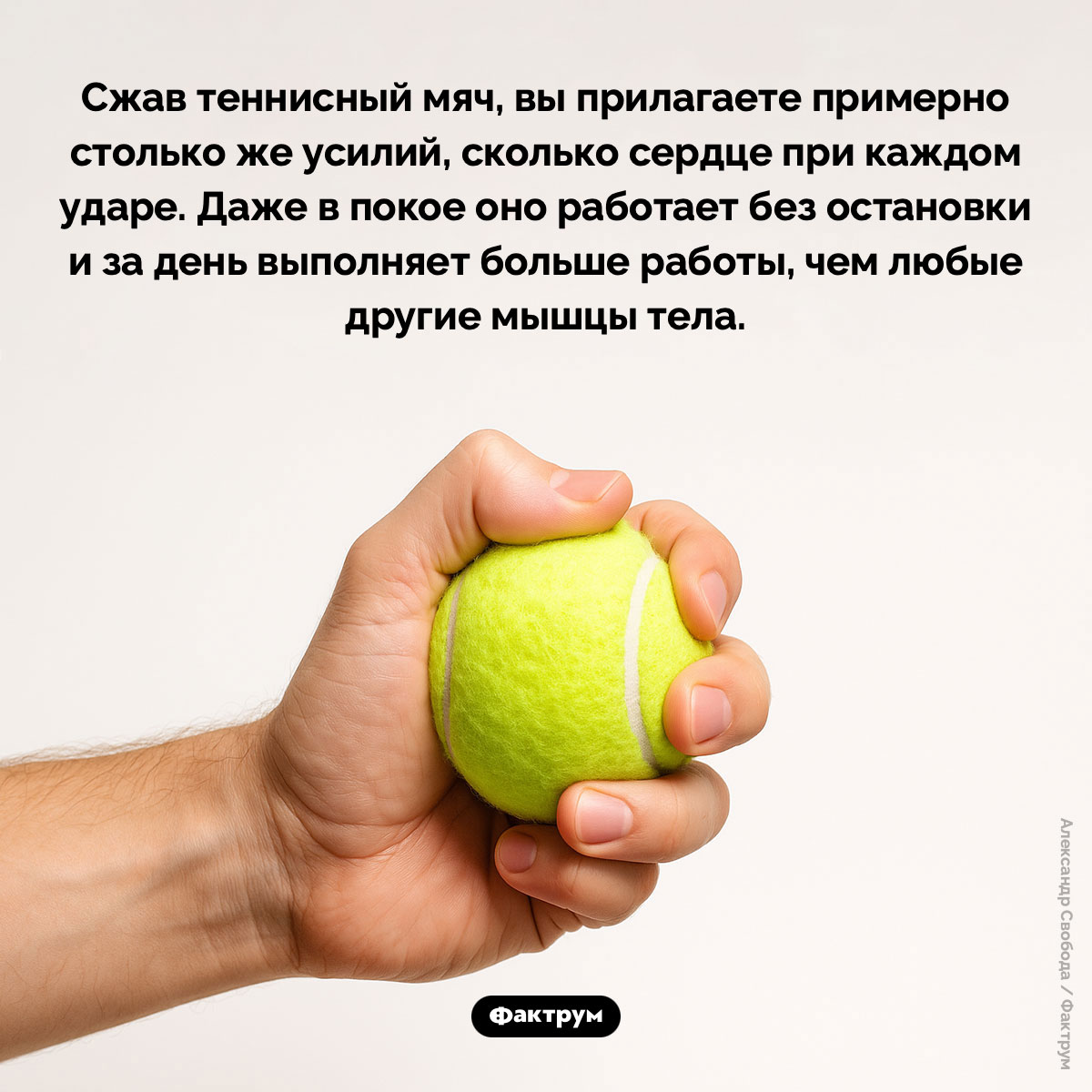 Сила сердца