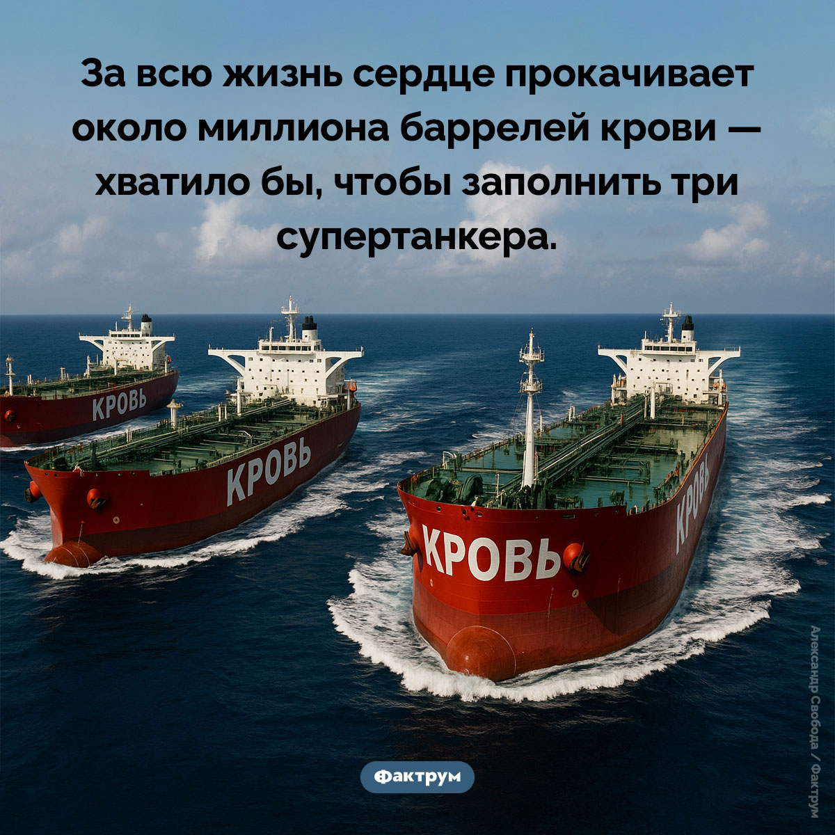 Сколько крови сердце перекачивает за жизнь. За всю жизнь сердце прокачивает около миллиона баррелей крови — хватило бы, чтобы заполнить три супертанкера.