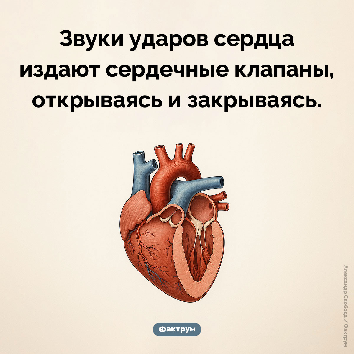 Стук средца