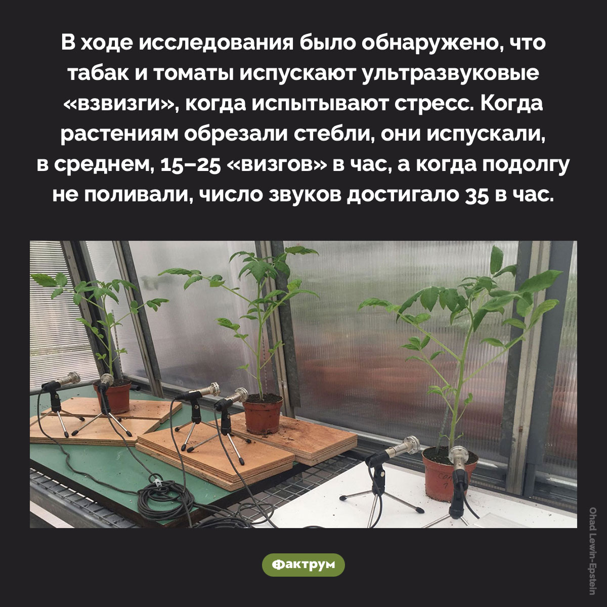 Табак визжит, когда его срезают. В ходе исследования было обнаружено, что табак и томаты испускают ультразвуковые «взвизги», когда испытывают стресс. Когда растениям обрезали стебли, они испускали, в среднем, 15–25 «визгов» в час, а когда подолгу не поливали, число звуков достигало 35 в час.