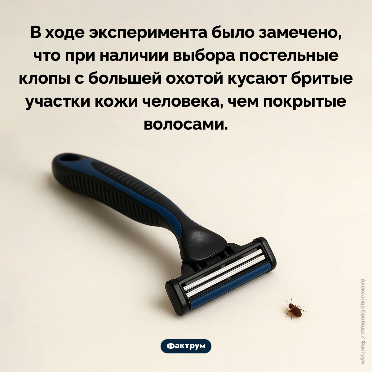 Волосы на теле нужны для защиты от насекомых