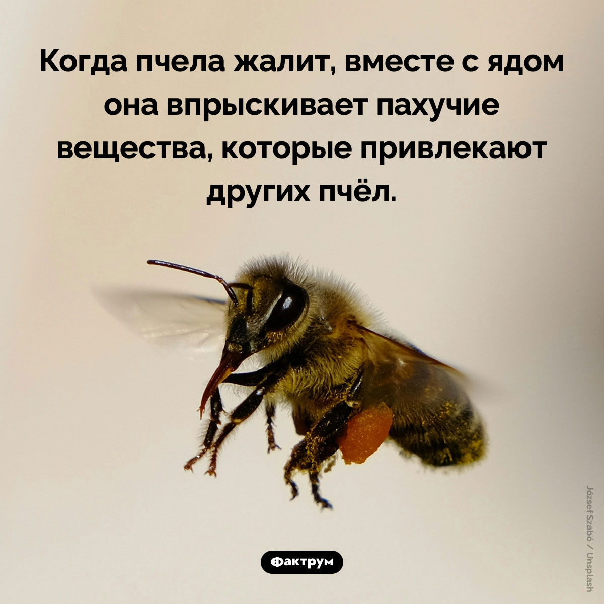 Яд пчёл привлекает пчёл. Когда пчела жалит, вместе с ядом она впрыскивает пахучие вещества, которые привлекают других пчёл.