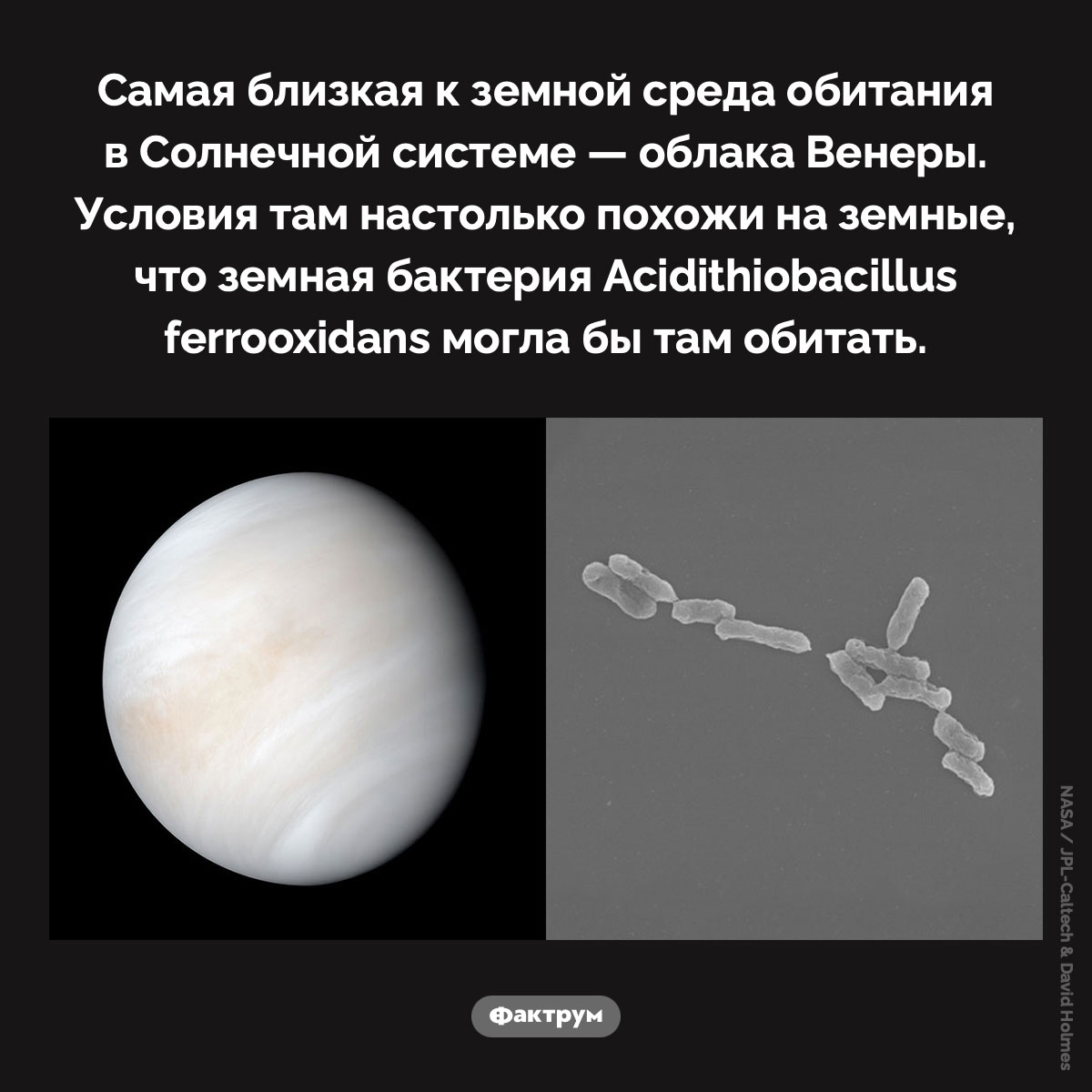 Жизнь в облаках Венеры. Самая близкая к земной среда обитания в Солнечной системе — облака Венеры. Условия там настолько похожи на земные, что земная бактерия Acidithiobacillus ferrooxidans могла бы там обитать.