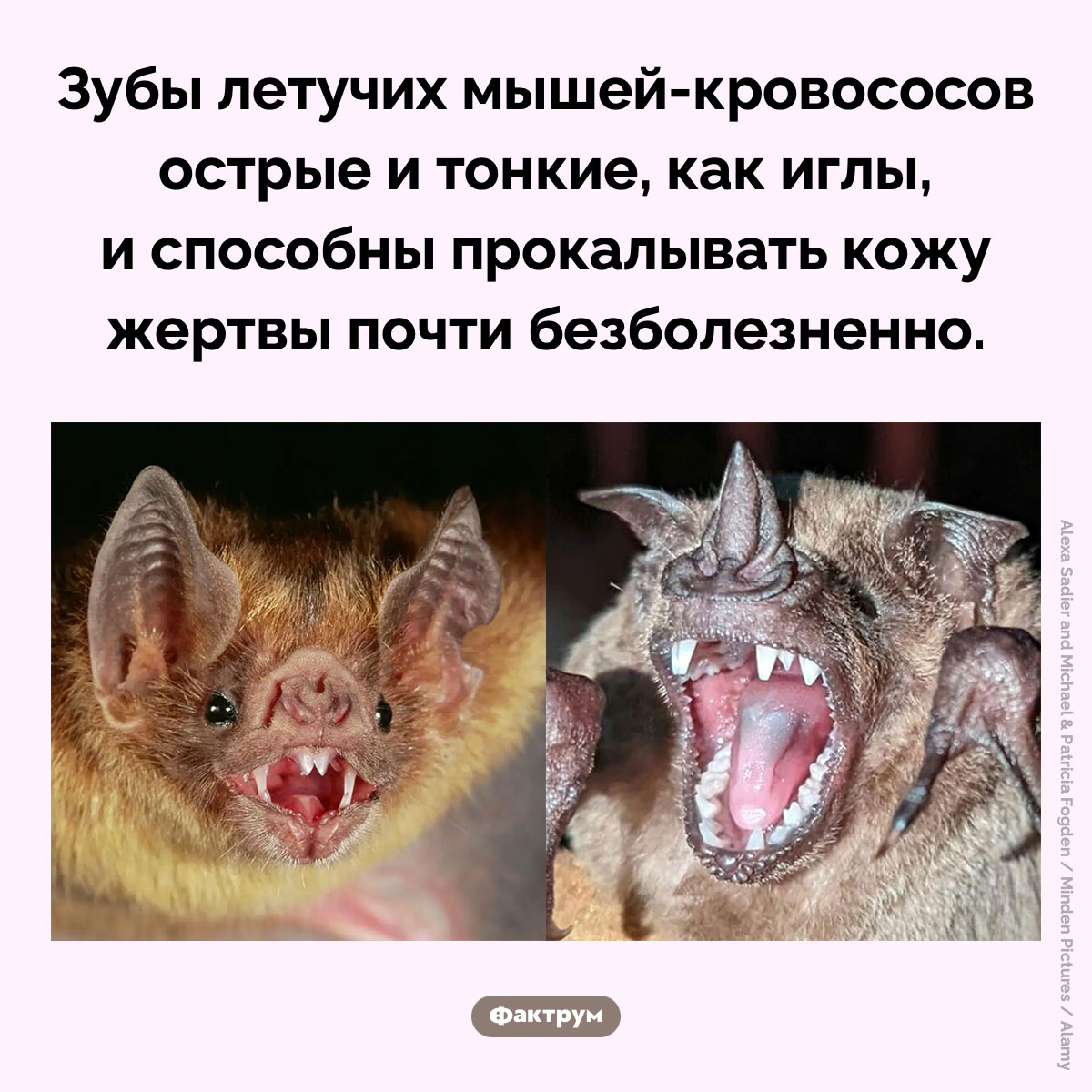 Зубы летучих мышей-кровососов. Зубы летучих мышей-кровососов острые и тонкие, как иглы, и способны прокалывать кожу жертвы почти безболезненно.