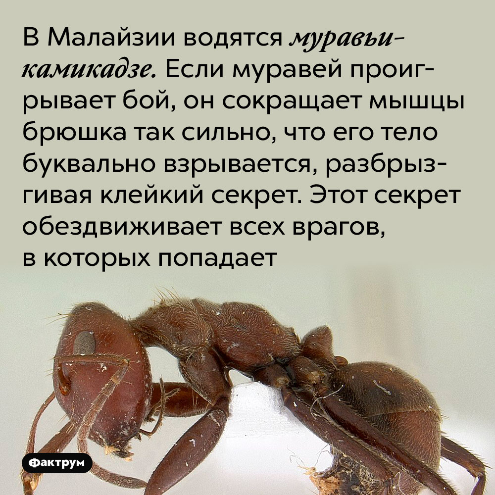 В Малайзии водятся муравьи-камикадзе. Если муравей проигрывает бой, он сокращает мышцы брюшка так сильно, что его тело буквально взрывается, разбрызгивая клейкий секрет. Этот секрет обездвиживает всех врагов, в которых попадает.