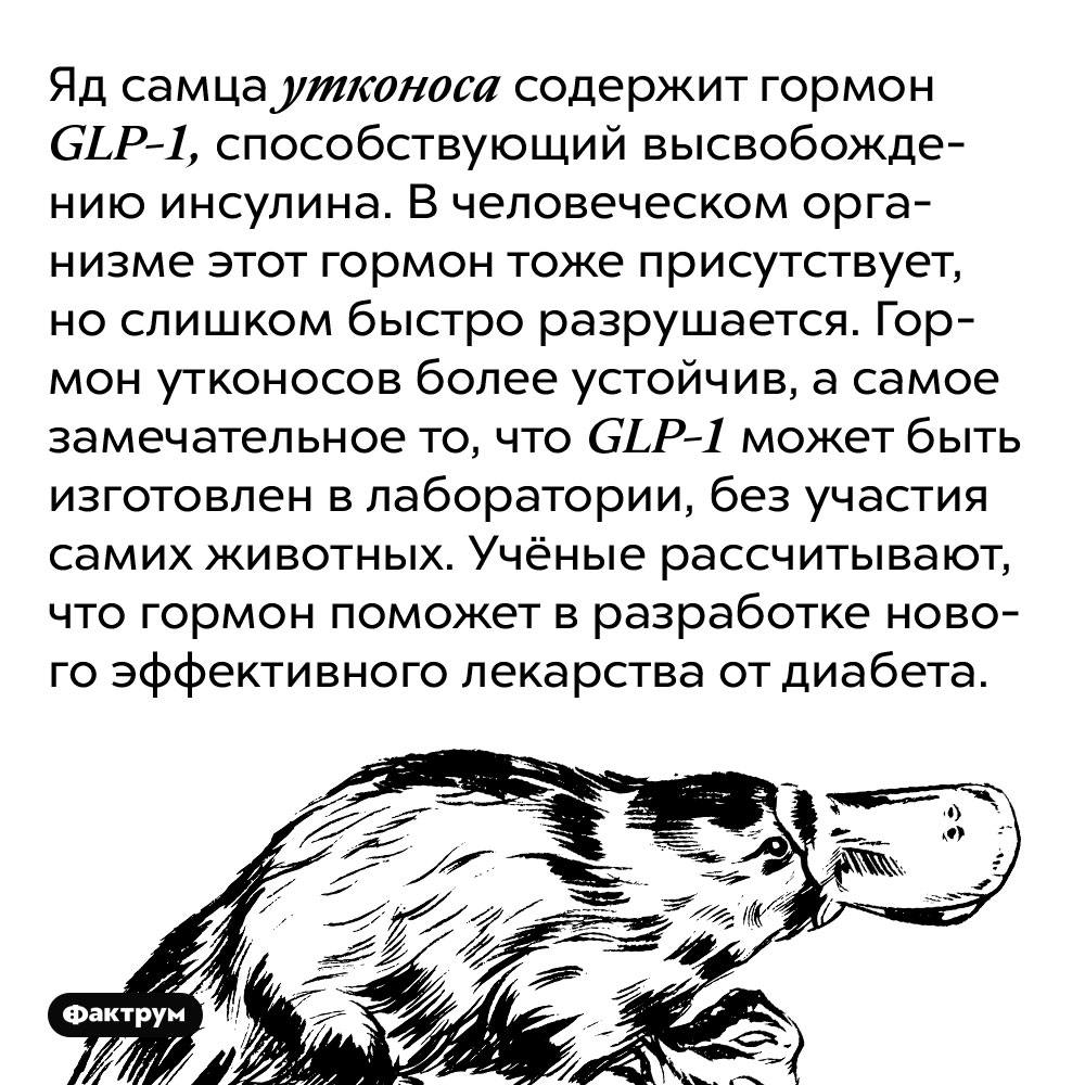 Утконос крючком схема и описание