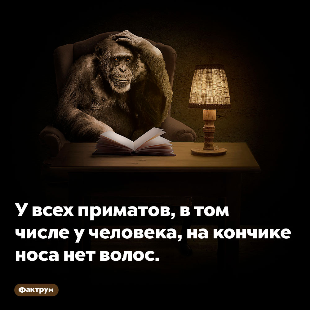 У всех приматов, в том числе у человека, на кончике носа нет волос. Так сложилось в ходе эволюции.