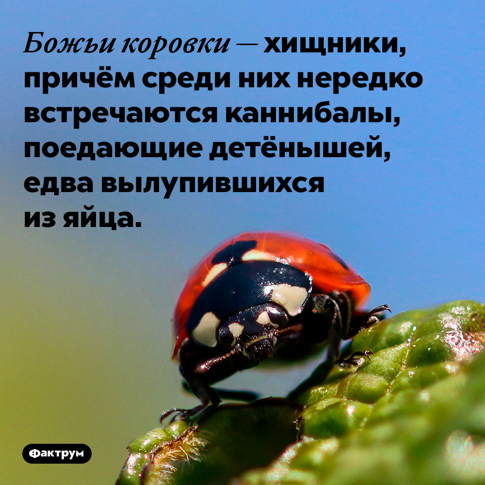 Божьи коровки — хищники. Среди них нередко встречаются каннибалы, поедающие детёнышей, едва вылупившихся из яйца.