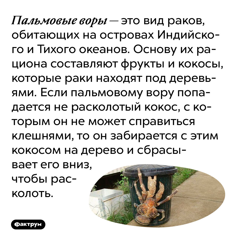 Пальмовые воры — это вид раков, обитающих на островах Индийского и Тихого океанов. Основу их рациона составляют фрукты и кокосы, которые раки находят под деревьями. Если пальмовому вору попадается не расколотый кокос, с которым он не может справиться клешнями, то он забирается с этим кокосом на дерево и сбрасывает его вниз, чтобы расколоть.
