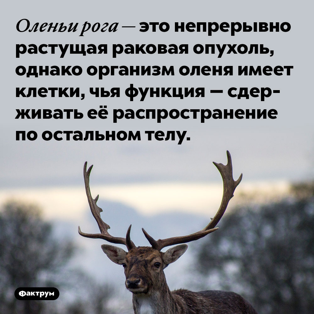 Оленьи рога — это непрерывно растущая раковая опухоль. Однако организм оленя имеет клетки, чья функция — сдерживать распространение опухоли по остальном телу.