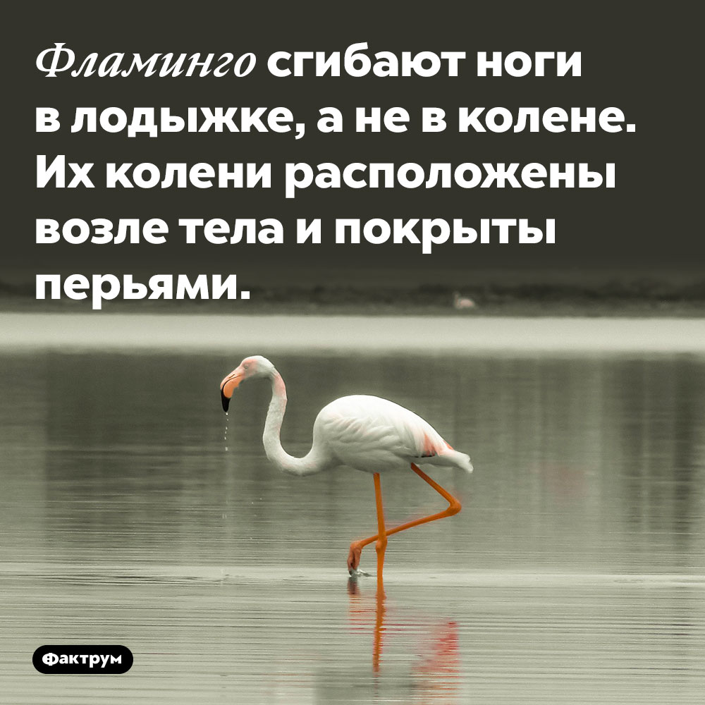 Фламинго сгибают ноги в лодыжке, а не в колене. Их колени расположены возле тела и покрыты перьями.