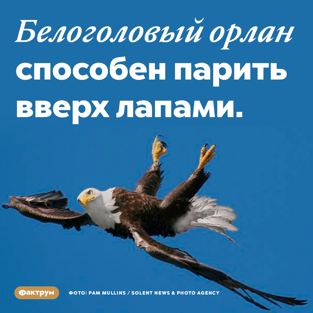 Белоголовый орлан способен парить вверх лапами. Эта птица буквально «купается» в воздухе.