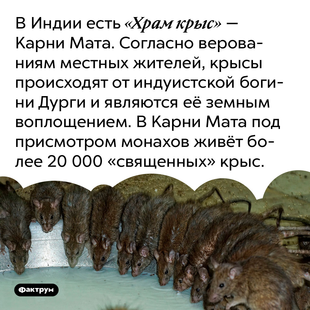 В Индии есть «Храм крыс» — Карни Мата. Согласно верованиям местных жителей, крысы происходят от индуистской богини Дурги и являются её земным воплощением. В Карни Мата под присмотром монахов живёт более 20 000 «священных» крыс.