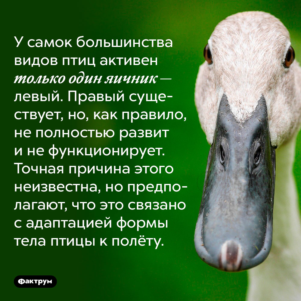 У самок большинства видов птиц активен только один яичник — левый. Правый существует, но, как правило, не полностью развит и не функционирует. Точная причина этого неизвестна, но предполагают, что это связано с адаптацией формы тела птицы к полёту.