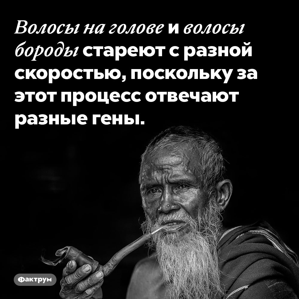 Волосы на голове и волосы бороды стареют с разной скоростью. За этот процесс отвечают разные гены.